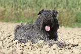 BOUVIER DES FLANDRES 083